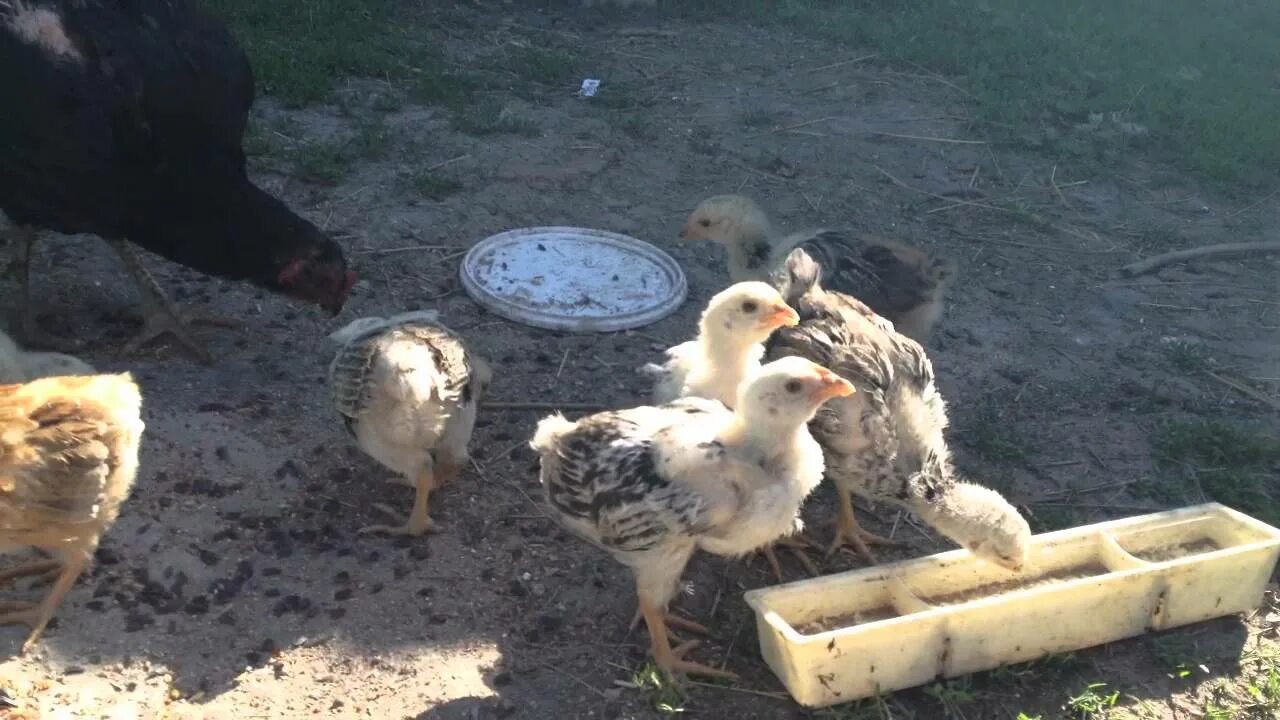 Chick 1. Трехмесячные цыплята. Кур цыплята 1 месяц. Цыплята 2 месяца. Месячные цыплята.