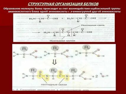 Что придает положительный заряд белкам