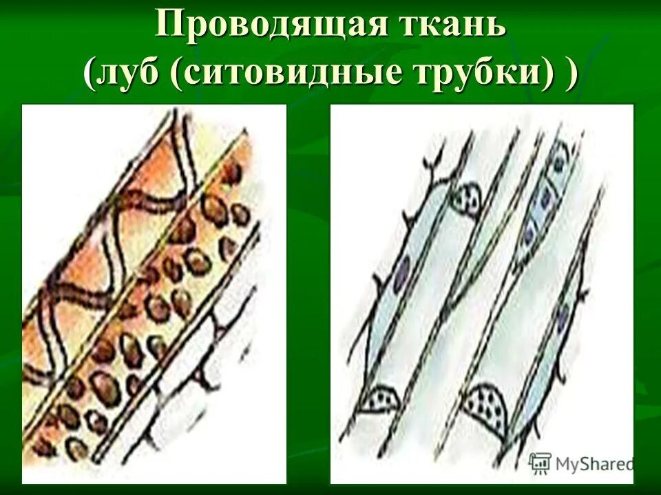 Проводящие ткани растений ситовидные трубки и. Проводящая ткань ситовидные трубки. Проводящая ткань растений ситовидные трубки. Сосуды трахеиды ситовидные трубки. Ткань растений ситовидные трубки.