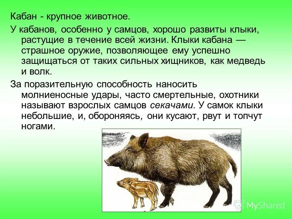 краткий доклад о кабане. рассказ про кабана из рассказа е. ягуар описание животного. обитатели зоосада научно познавательный текст 4. рассказ об обетателе зоосада.
