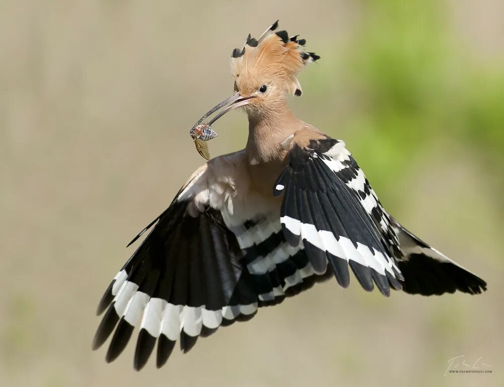 They like birds. Hoopoe etd7 001. Велосипед Hoopoe. Alena.Hoopoe. Hoopoe анилибрия.