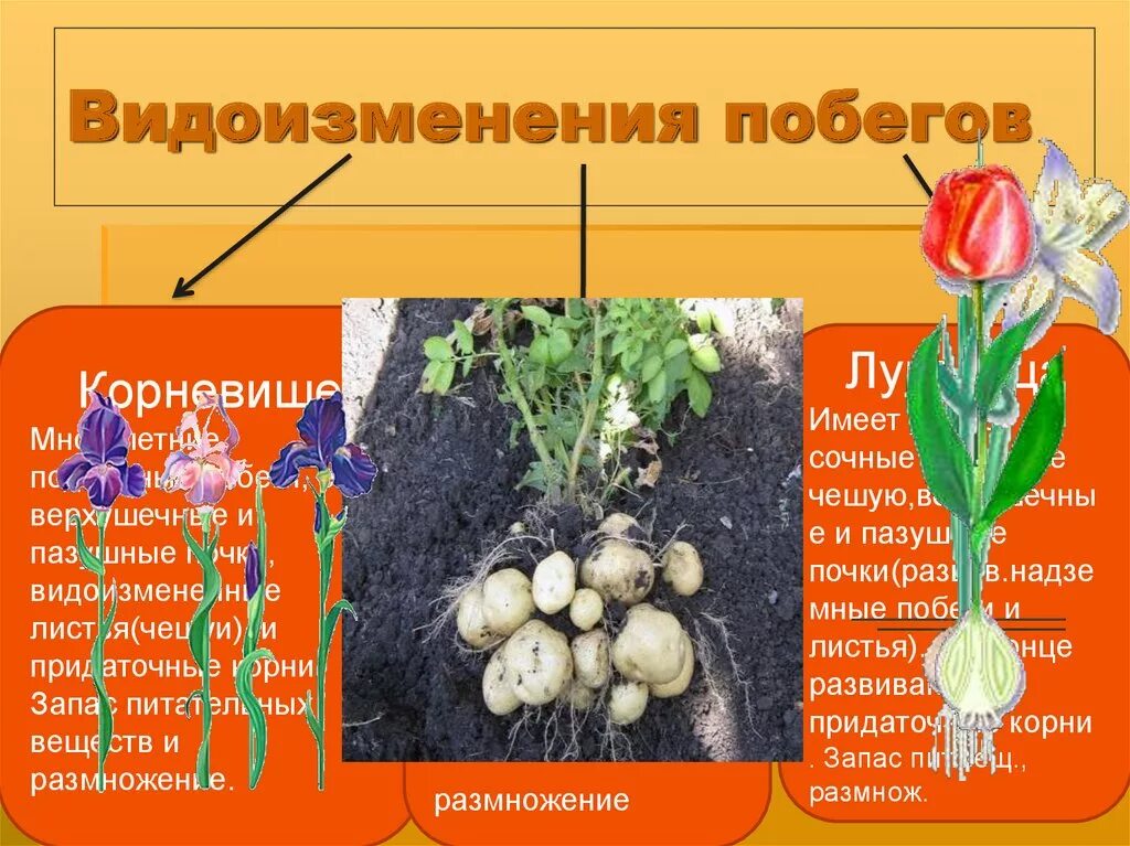 Видоизменение побегов 6 класс тест. Гиацинт видоизменение побега. Нарцисс видоизменение побега. Видоизменение стеблей и побегов.