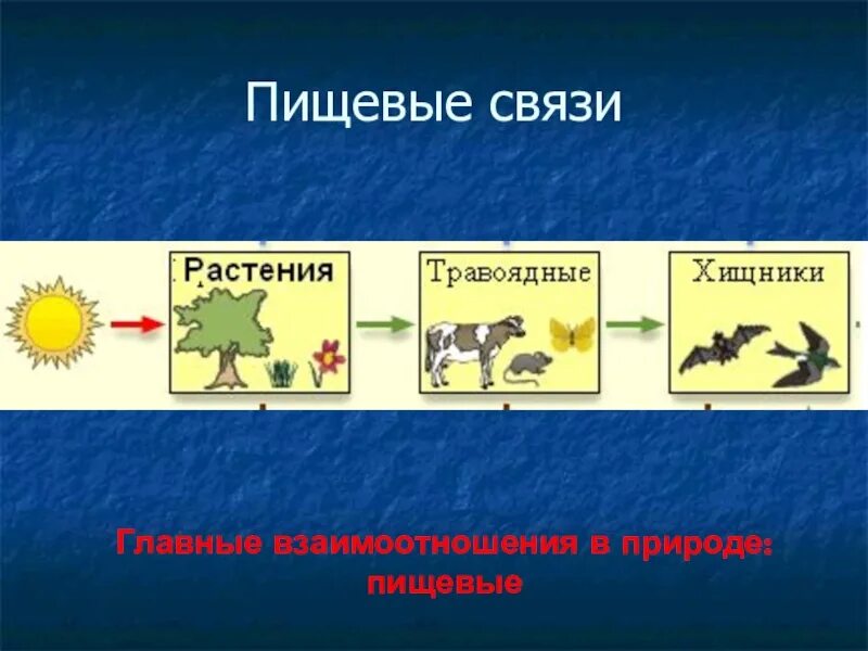 3 пищевые связи. Пищевые связи. Экологическая цепочка. Пищевые связи примеры. Пищевые связи кратко.