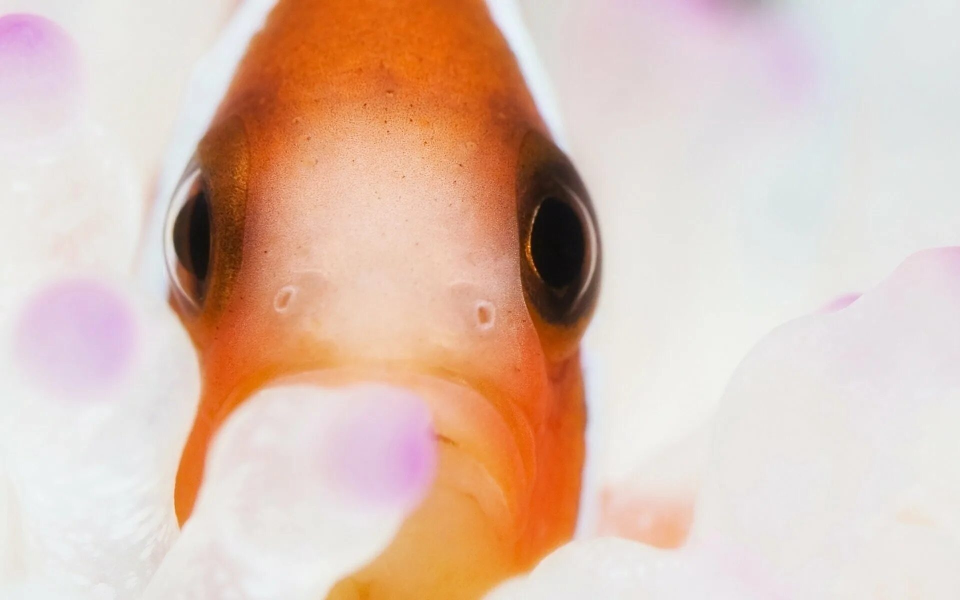 Какие глаза у рыб. Глаз рыбы. Рыба с вылупленными глазами. Рыба с вытаращенными глазами. Рыба клоун макро.