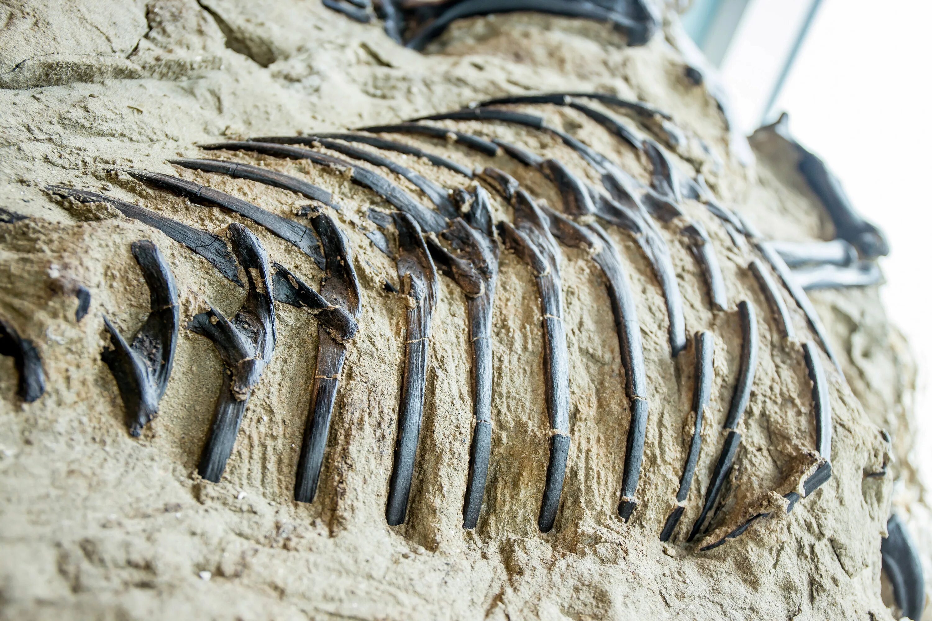 The research team an unusual fossil