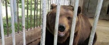 Кафе возле зоопарка. Медведь в кафе на трассе челябинске. медведей кормят на автодороге хабаровск. как то мишка по пути в зоопарк решил зайти.