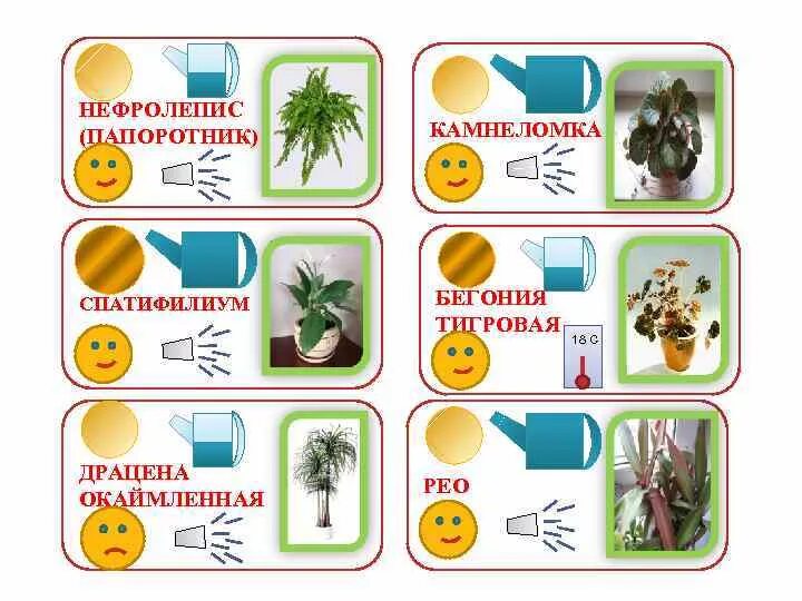 Маркировка цветов в саду Алгоритм уход за комнатными растениями в детском саду в схемах картинках Фотоп