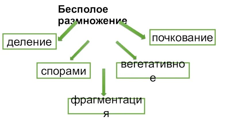 Урок размножение 9 класс