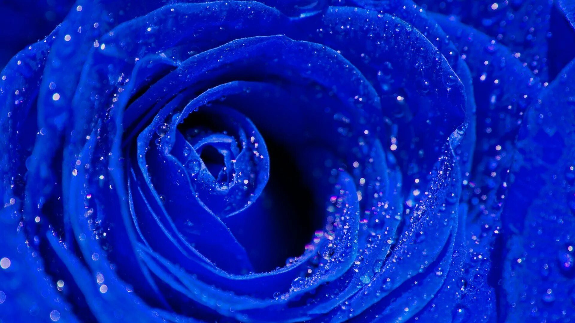 Синее синее сильнее. Роза ультрамарин. Голубая роза сапфир. Синий цвет. Синие цветы.
