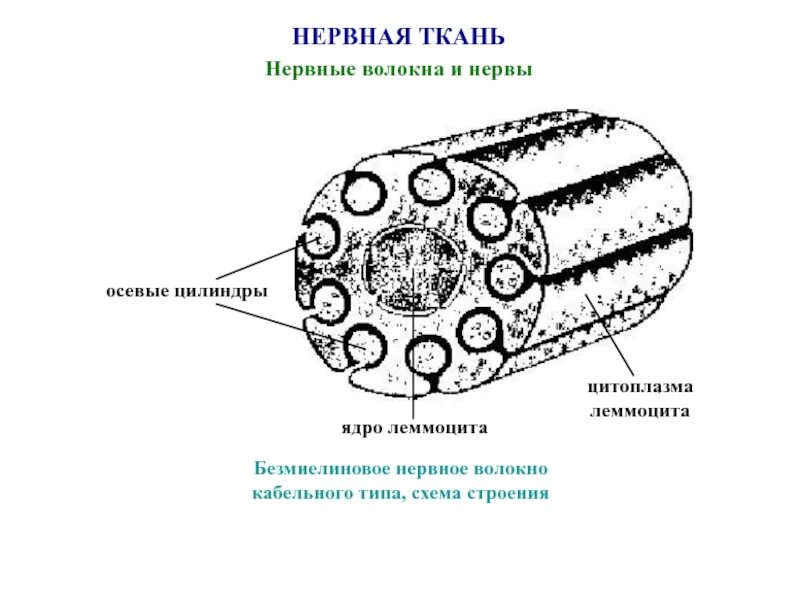 Строение нерва рисунок. Схема строения безмиелинового нервного волокна. Безмиелиновые нервные волокна осевой цилиндр. Схема строения безлминингового волокна. Схема строения безмеилового волокна.