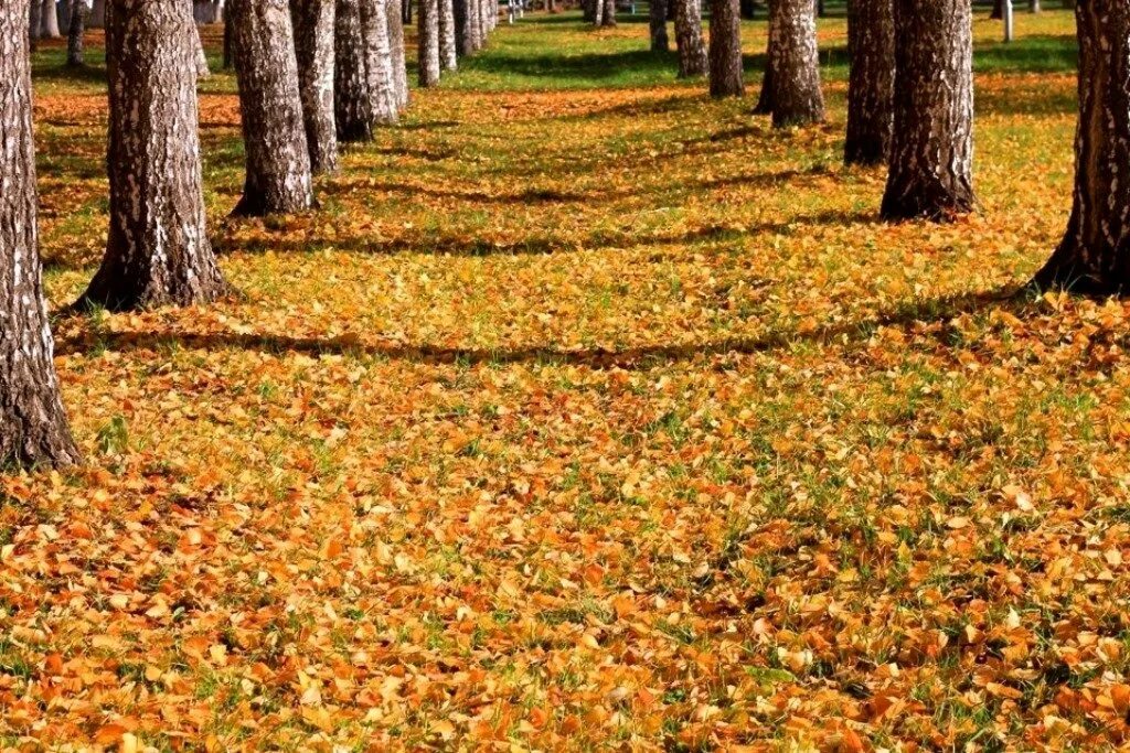 осенний листопад.