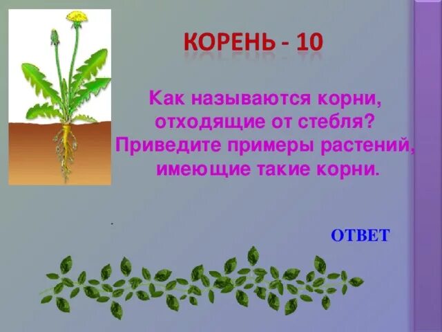 Корни которые отходят от стеблей называются. Корни которые отходят от стеблей называются