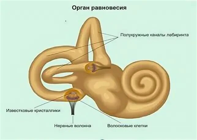 Орган равновесия. Орган равновесия у человека. Равновесие орган чувств. Ощущение равновесия. Органы равновесия мышечного чувства