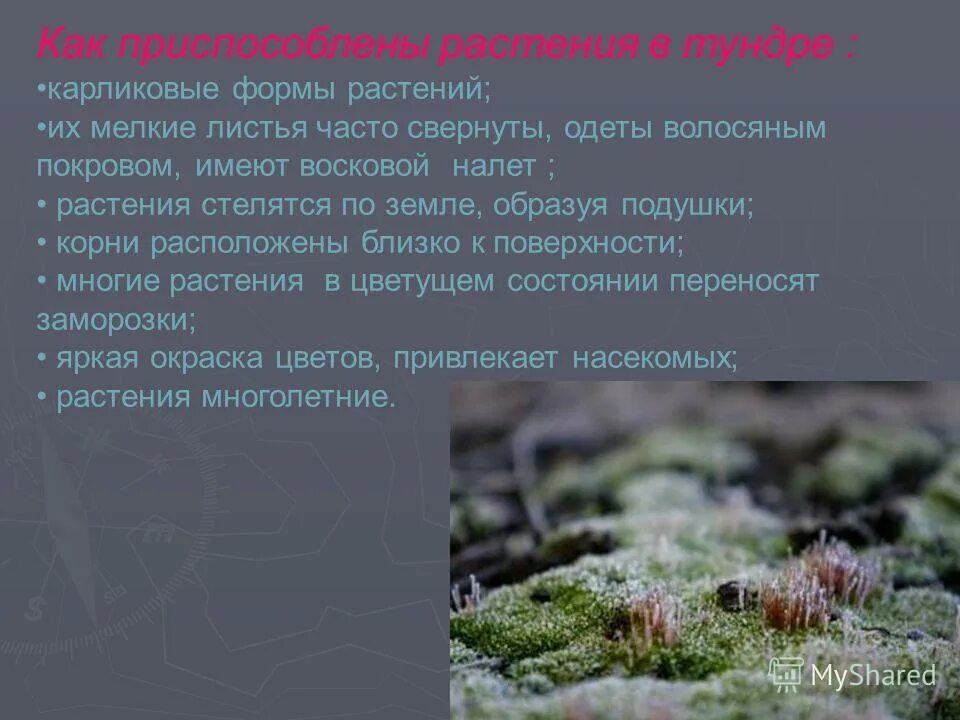 Приспособления растений втунлре. Как ростения прмспособтлт б к тундре. Приспособление растений к условиям тундры. Как растения приспосабливаются к жизни.