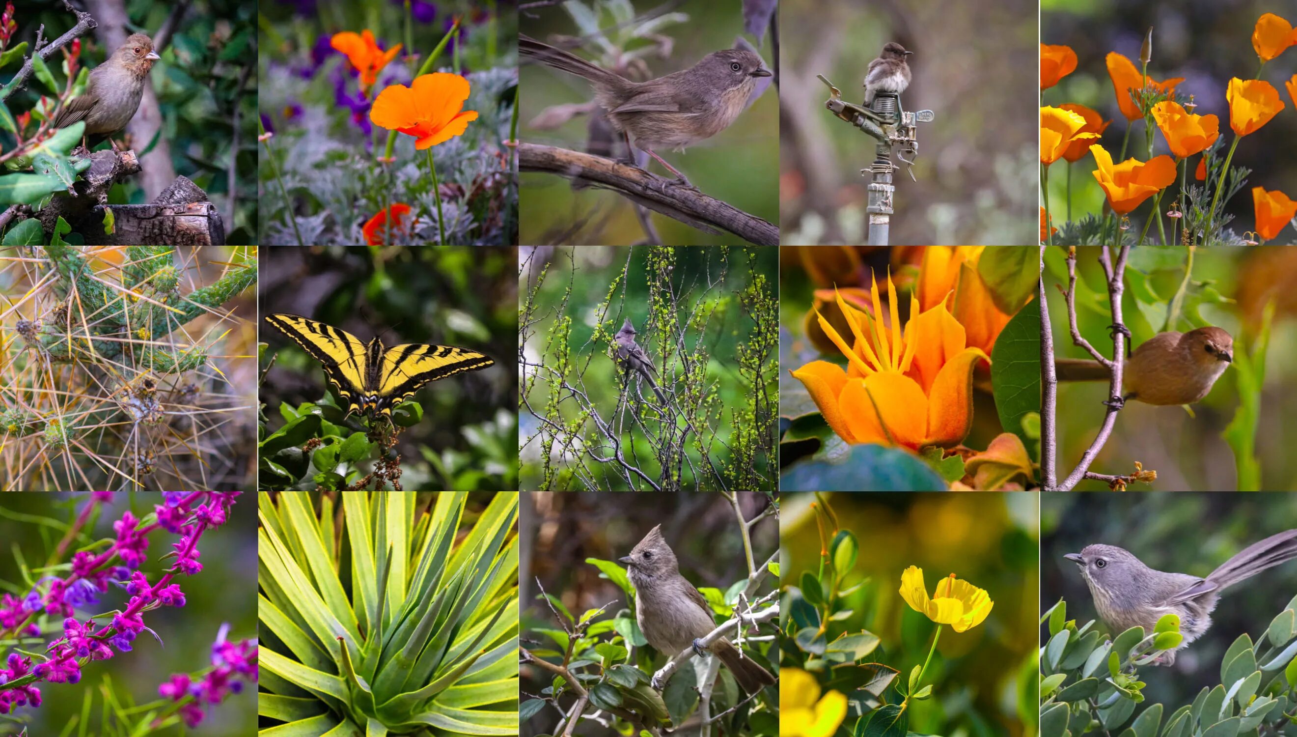 На разнообразие флоры и фауны влияют. Растения коллаж. Растительный мир коллаж. Мир растений коллаж.