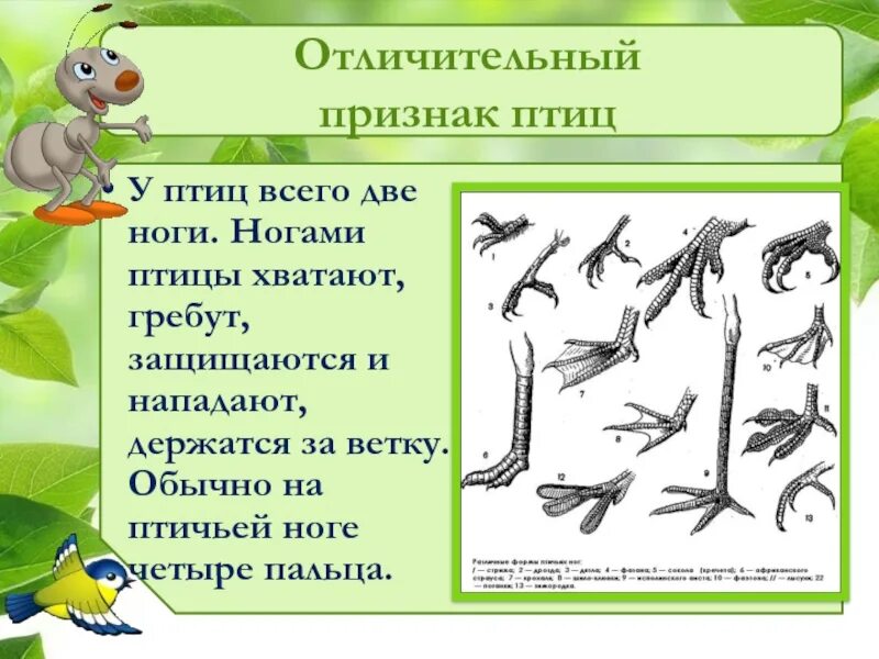 Конечности птиц. Признаки птиц. Отличительные признаки птиц. Строение ноги птицы. Чем покрыты конечности птицы