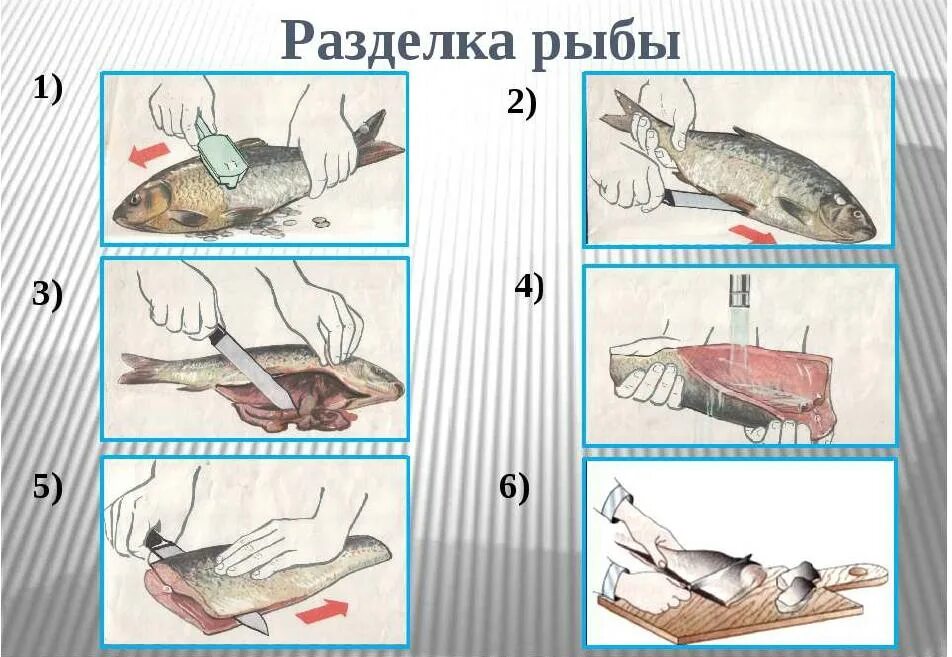 Этапы разделки чешуйчатой рыбы. Схема разделки чешуйчатой рыбы. Схема разделки рыбы на филе. Схема обработки рыбы с костным скелетом.