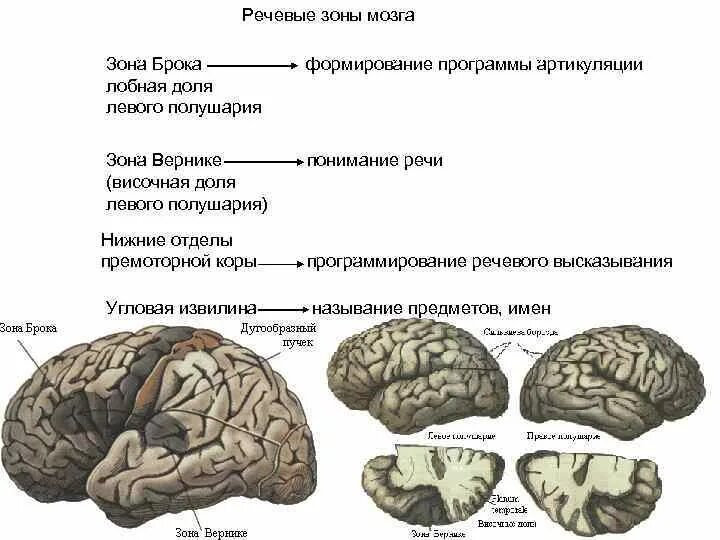 Нарушение полушарий мозга. Строение мозга речь. Речевые зоны головного мозга. Речевые структуры мозга. Pjys vjpuf jndtxf.OBT PF htxm.