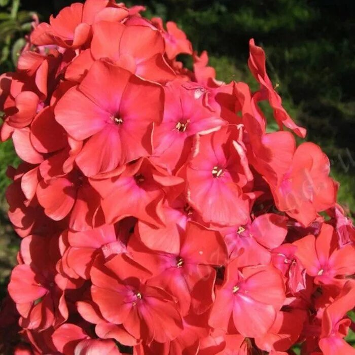 Флокс метельчатый юник оранж. Флокс метельчатый younique orange. Флокс оранж шпет. Флокс метельчатый 'orange perfection'. Флокс перфекшен.