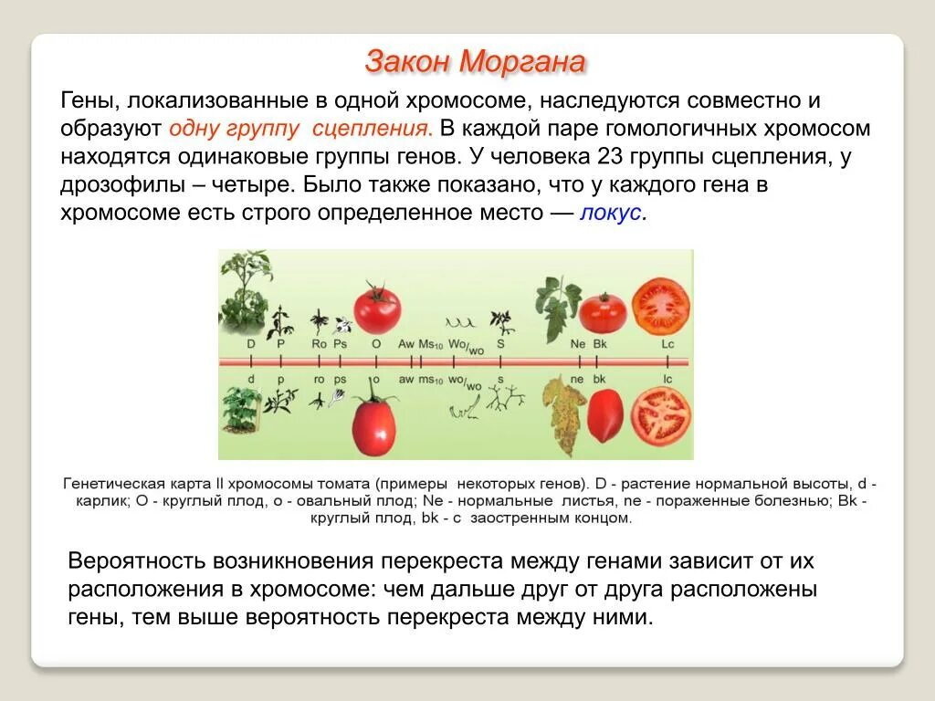 Закон сцепленного наследования т.Моргана. Закон сцепленного наследования формулировка. Теория сцепленного наследования т Моргана.