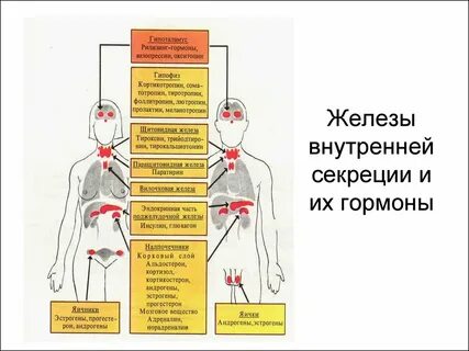 Внутренняя секреция выделяет гормоны