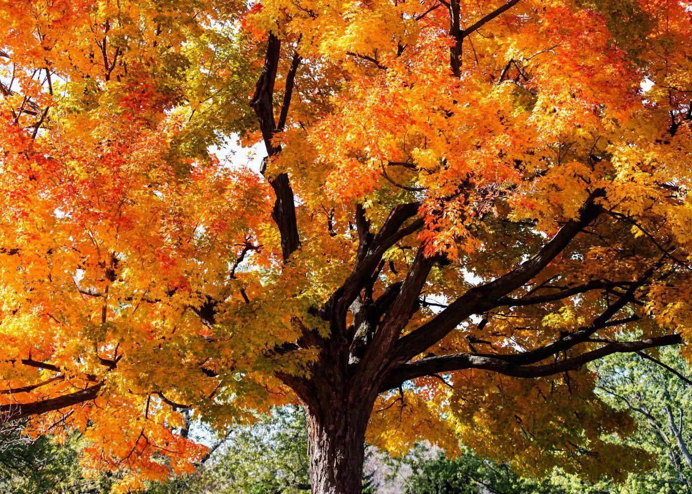 Maple tree