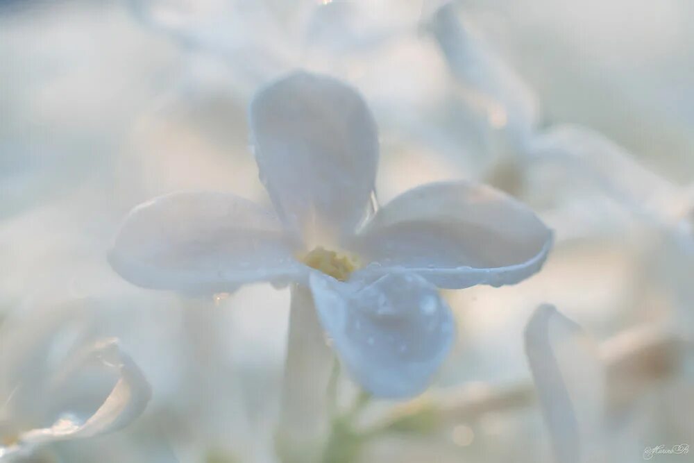 Нежные белые цветы. Белый цветок нежность. Белоснежная нежность. Белые нежнейшие цветы. Только показались первые нежно белые
