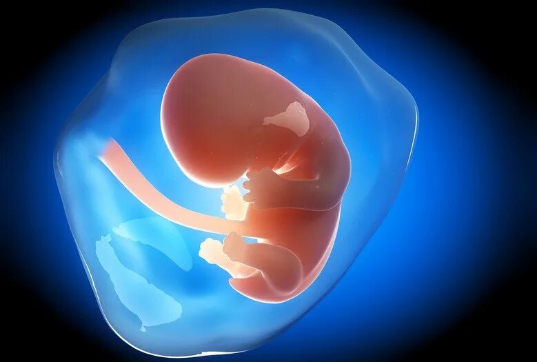 9 неделя видео. Плод ребенка. Плод на 10 неделе беременности. Эмбрион на 10 неделе беременности. Как выглядит ребёнок в 10 недель.
