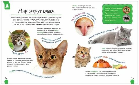 Кошки объяснение
