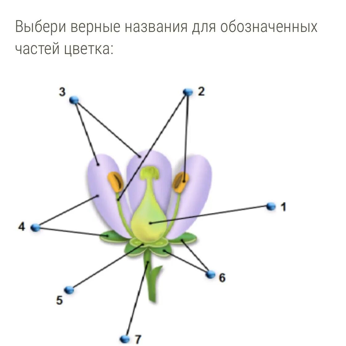 На рисунке изображена схема строения цветка. Выбери верные названия для обозначенных частей цветка:. названия для обозначенных частей цветка. определи части цветка:. подпиши названия частей цветка.