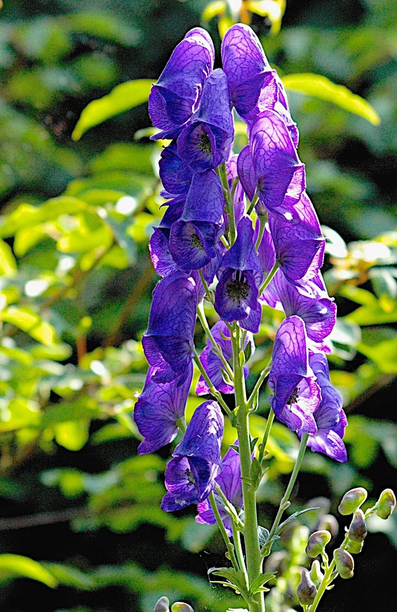 Синие ядовитые цветы. Аконит Кармихеля (Aconitum carmichaelii `arendsii`). Аконит клобучковый. Аконит пестрый. Аконит arendsii.