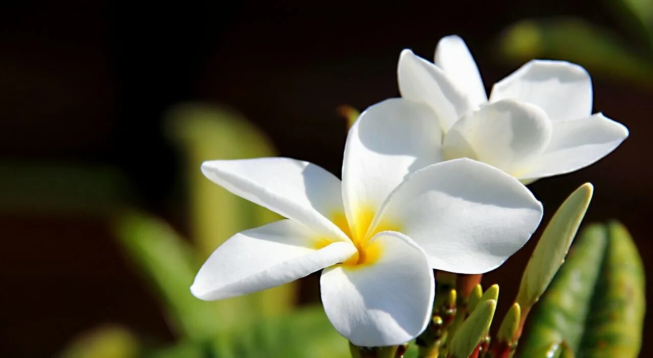 Франжипани Бали. Цветок Тайланда Франжипани. Цветы Плюмерия Франжипани.