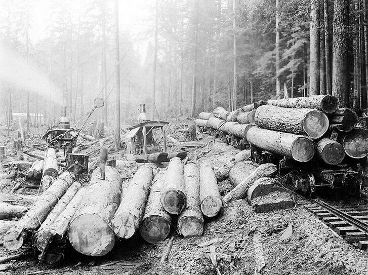 Logging washington. Лесорубы секвойя 19 век. Дровосеки грязят лес на тягач. Logging 1899. Гужевая трелёвка леса.