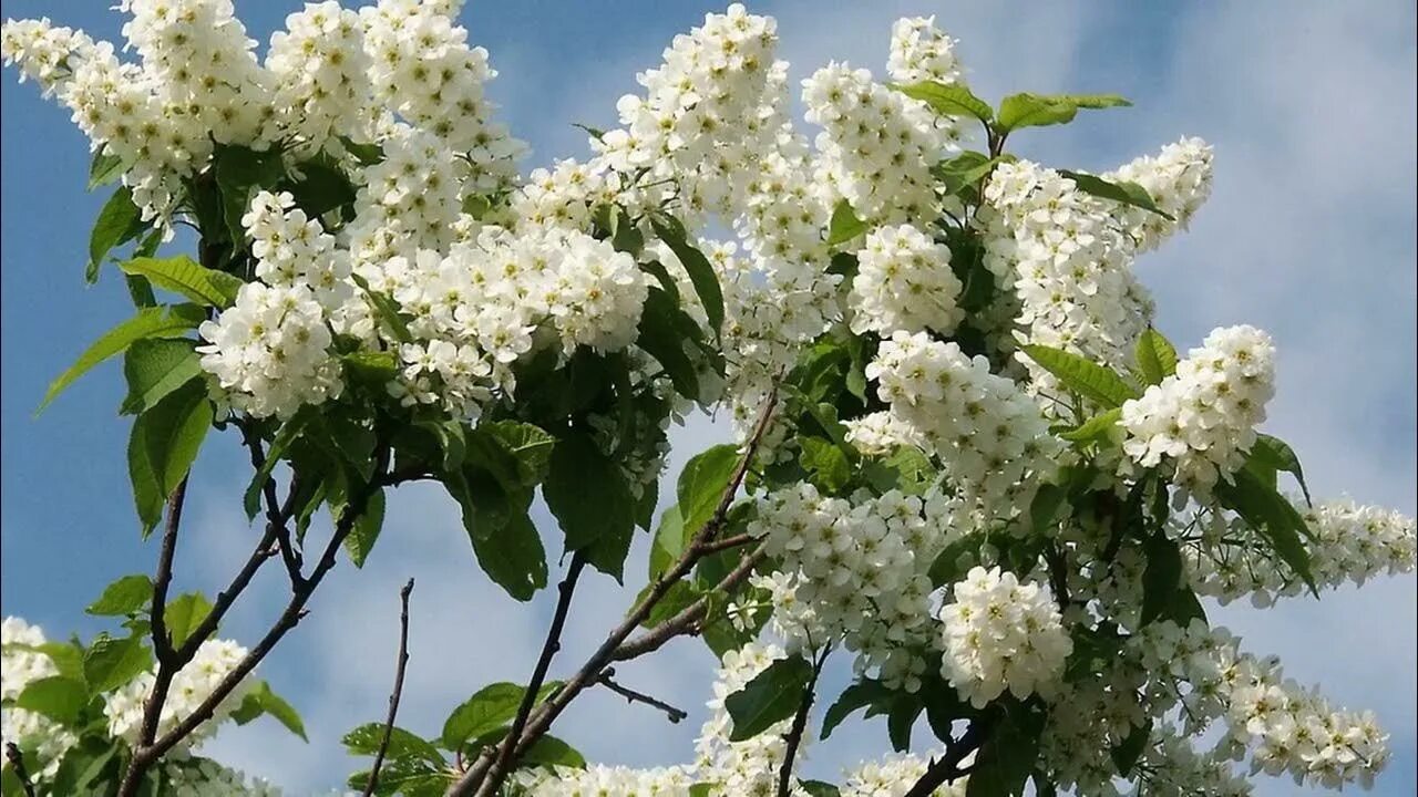 Черемуха приметы. Черемуха Сьори (Padus ssiori). Черемуха в августе. Цветущая черемуха молодая. Цветёт черёмуха к похолоданию примета.