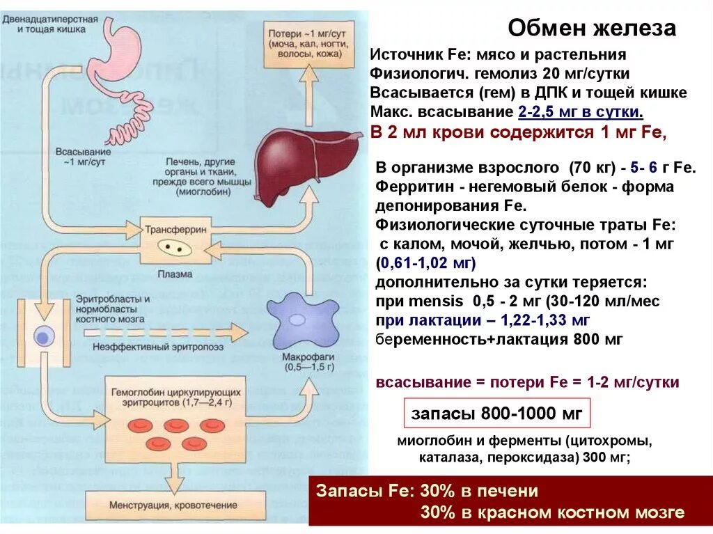 Схема обмена железа в организме биохимия. Транспорт железа в организме. Метаболизм железа всасывание. Схема метаболизма железа в организме.