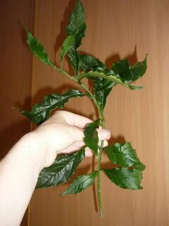 Черенки клеродендрума