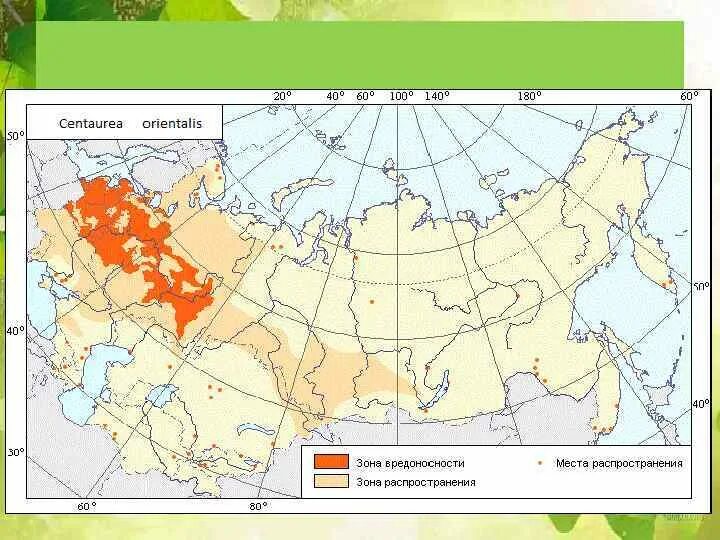Районы выращивания на карте. Одуванчик ареал распространения. Одуванчик лекарственный ареал распространения. Ареал одуванчика лекарственного. Ареал обитания одуванчика в России.