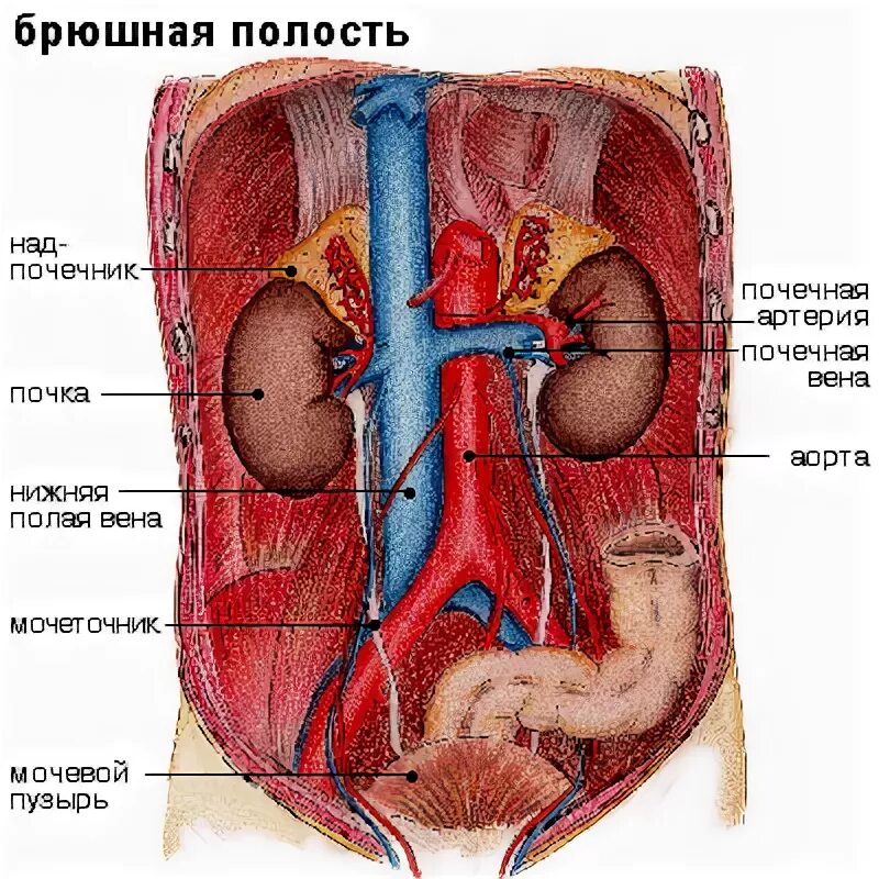 В каком боку почки: найдено 87 картинок