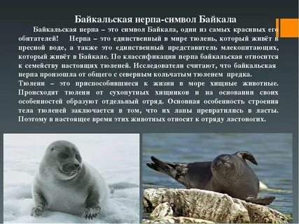 Условия обитания байкальской нерпы