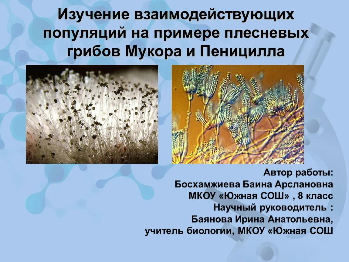 Чем пеницилл отличается от мукора что общего. Лишайник мукор. мукор автотроф. мукор редуцент. грибы 5 класс биология дрожжи мукор и пеницилл.