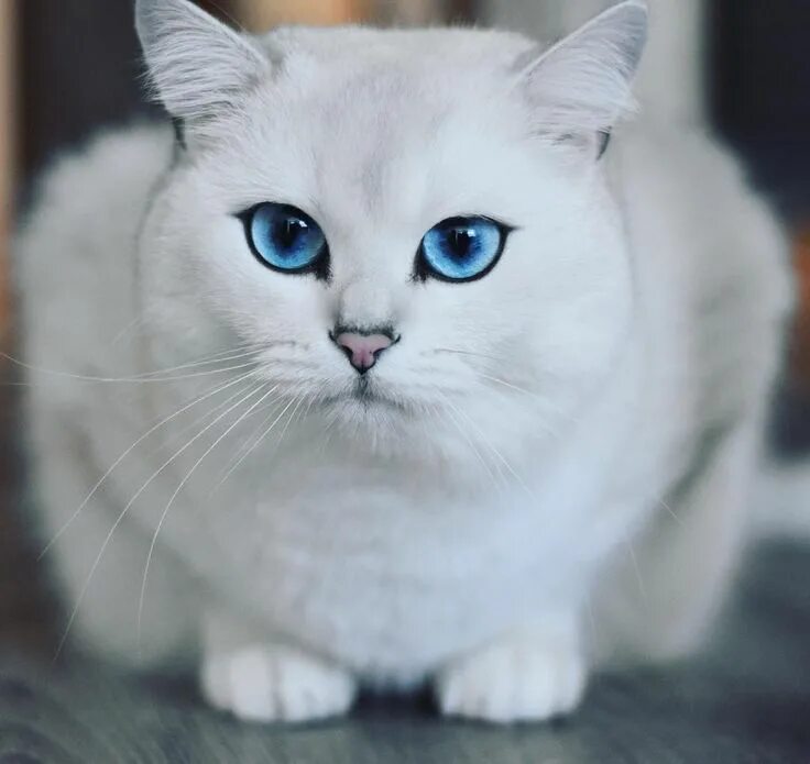 Cat With Blue Eyes bilder - Bläddra bland 162,988 stockfoton, vektorer och video