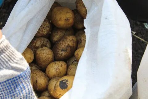 Сорт ласунок картофель характеристика