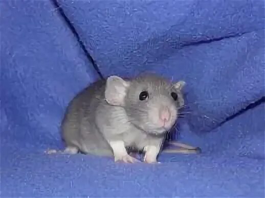 Blue rat