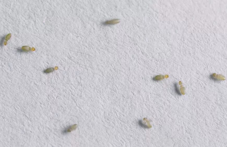 Жук кожеед маленький. Завелись жучки в цветах. Жук мебельный точильщик. Жучки в земле. Маленький прозрачный жучок.