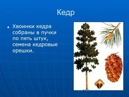 Количество хвоинок в пучке
