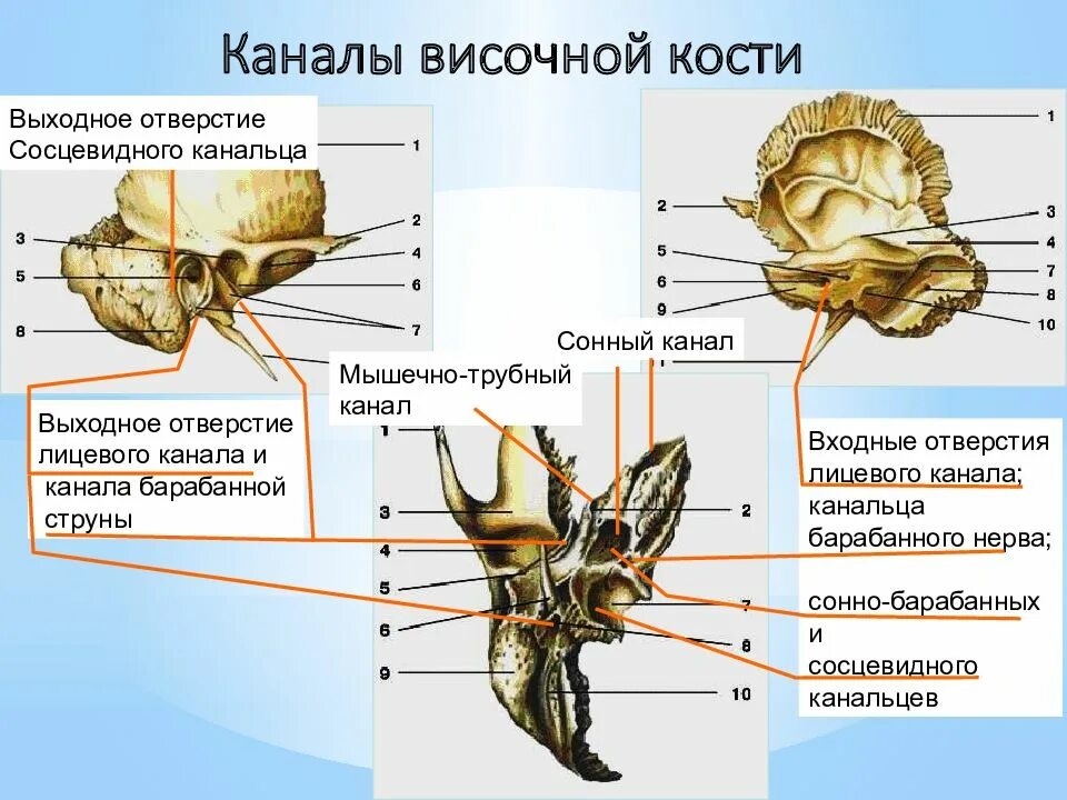 Какие кости относятся к височным. Мышечно-трубный канал височной кости. Височная кость мышечно трубный канал. Сонно барабанные канальцы височной кости. Отверстие мышечно трубного канала височной кости.