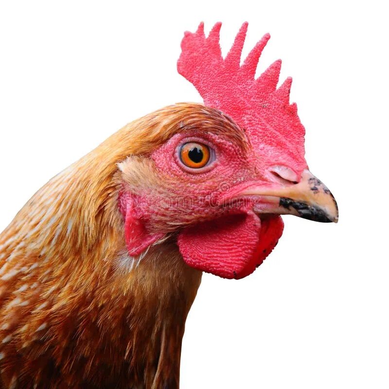 Free Images : bird, animal, red, beak, color, livestock, feather, chicken, fowl,