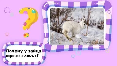 Почему у зайца короткий