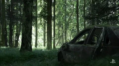 The last of forest