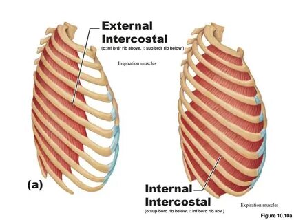 Internal a s
